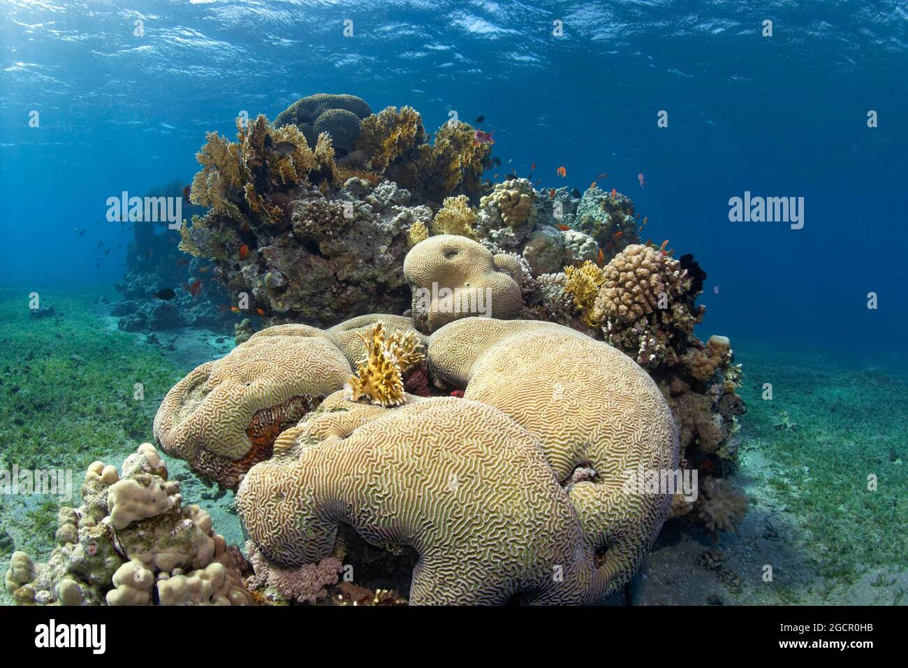 Spotted reef in the middle of seagrass meadow, Favia stone coral (Platygyra lamellina) in front, Red Sea fire coral (Millepora dichotomata) in the Stock Photo