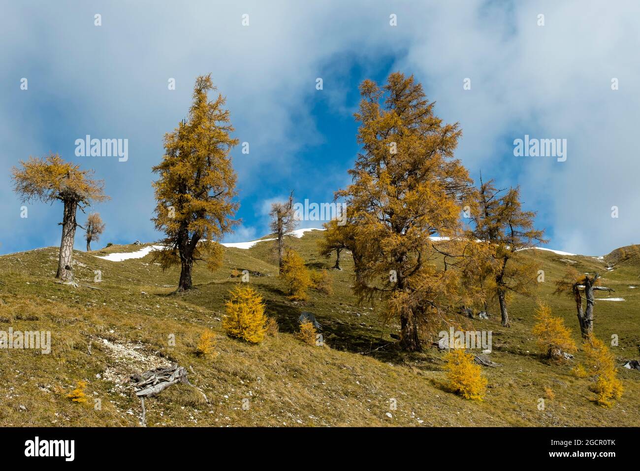 Autumn coloured larches, Nockberge, Biosphere Park Nockalm, Carinthia, Austria Stock Photo