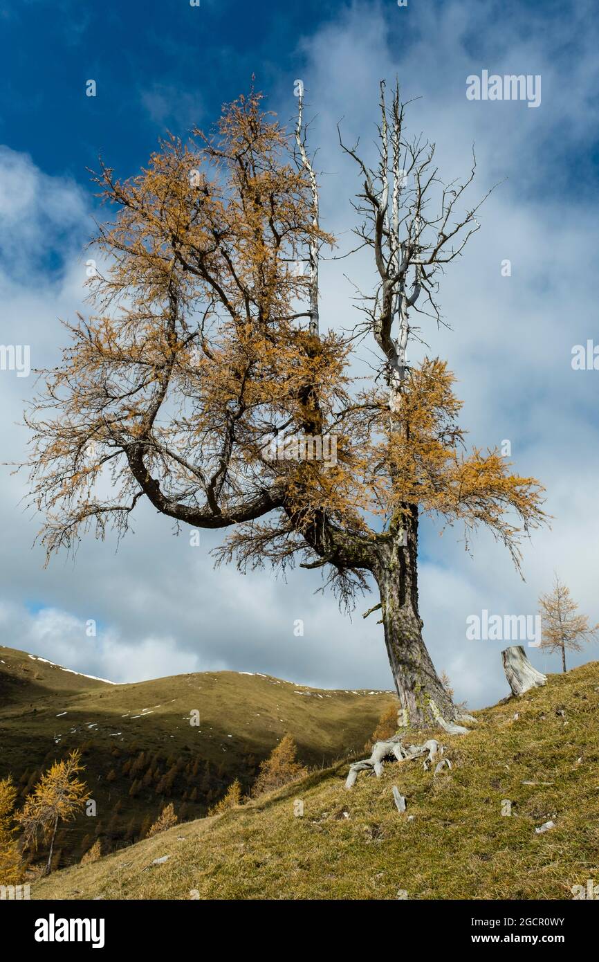 Autumn coloured larch, Nockberge, Biosphere Park Nockalm, Carinthia, Austria Stock Photo