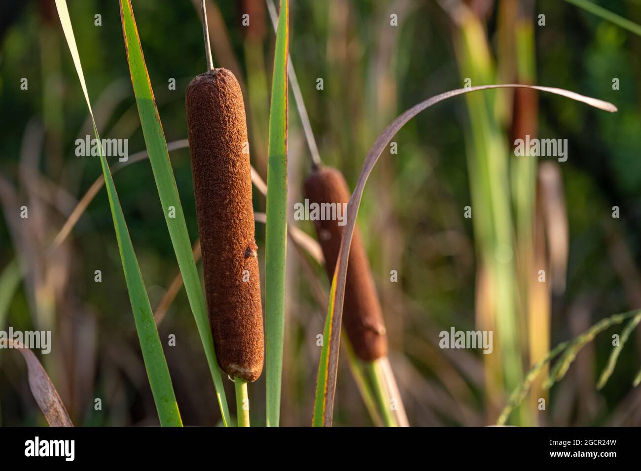 Cattails at Washington Oaks Gardens State Park in Palm Coast, Florida. (USA) Stock Photo