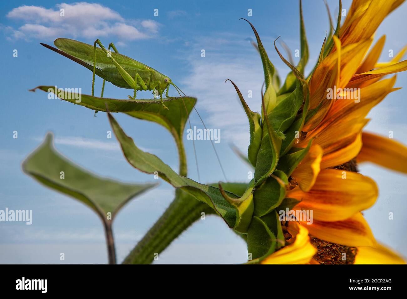 Sunflower And Grasshopper Stock Photo Alamy