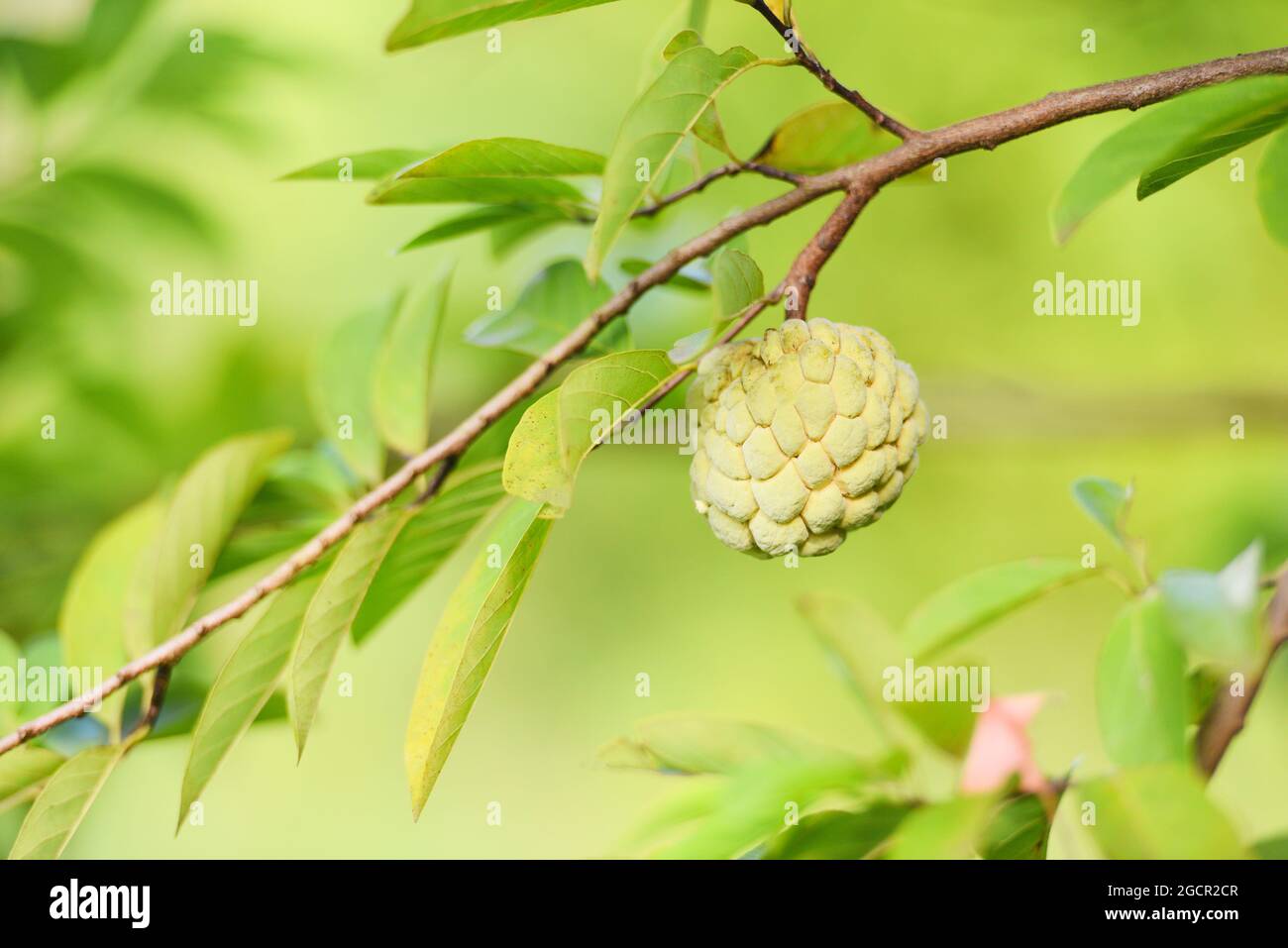 Fresh sugar apple on tree in the garden tropical fruit custard apple on ...