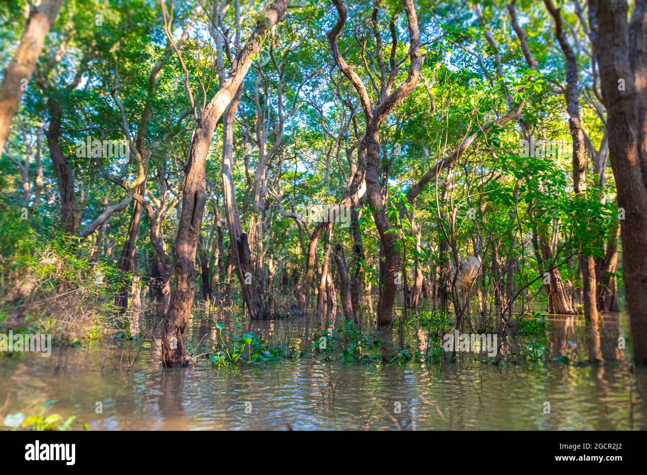 Sound of kali forest 153Bpm, Dark Mangrove Vs Arimaspo