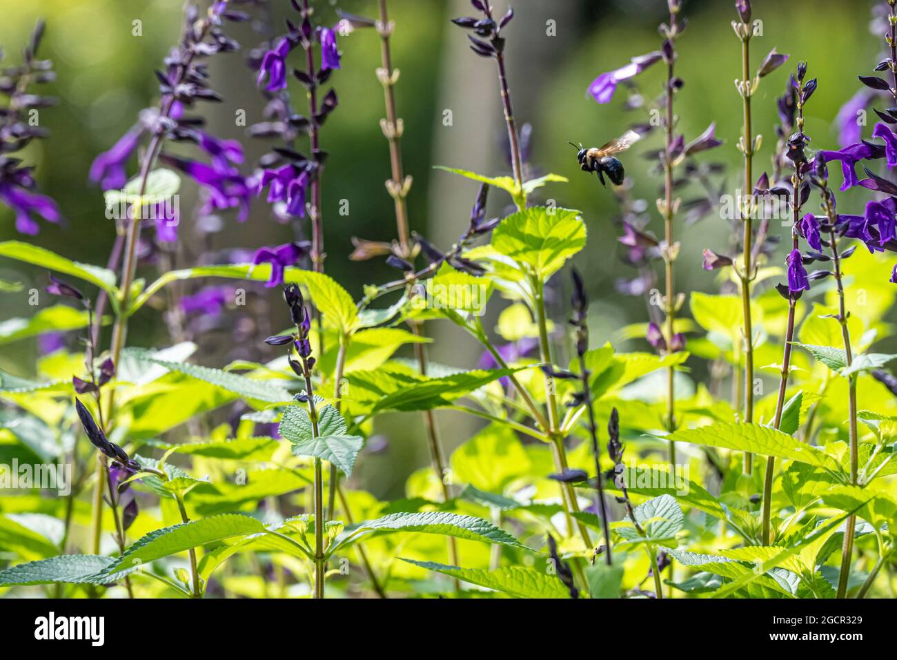 Bee in flight amidst flowers in the formal gardens at Washington Oaks