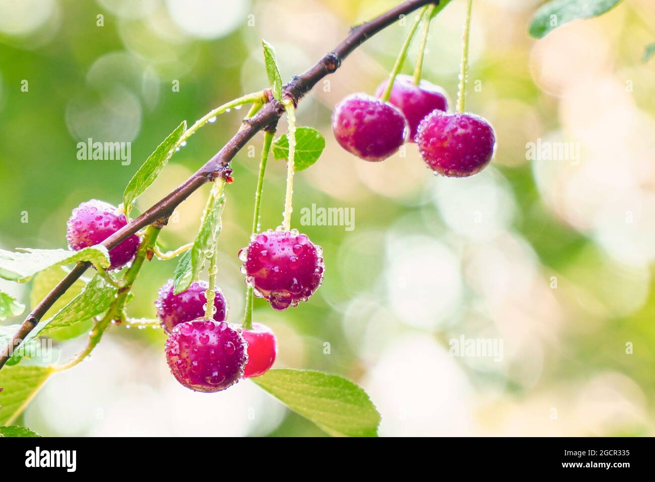 Red ripe cherry berries with dew drops on a cherry tree twig. Selective focus Stock Photo