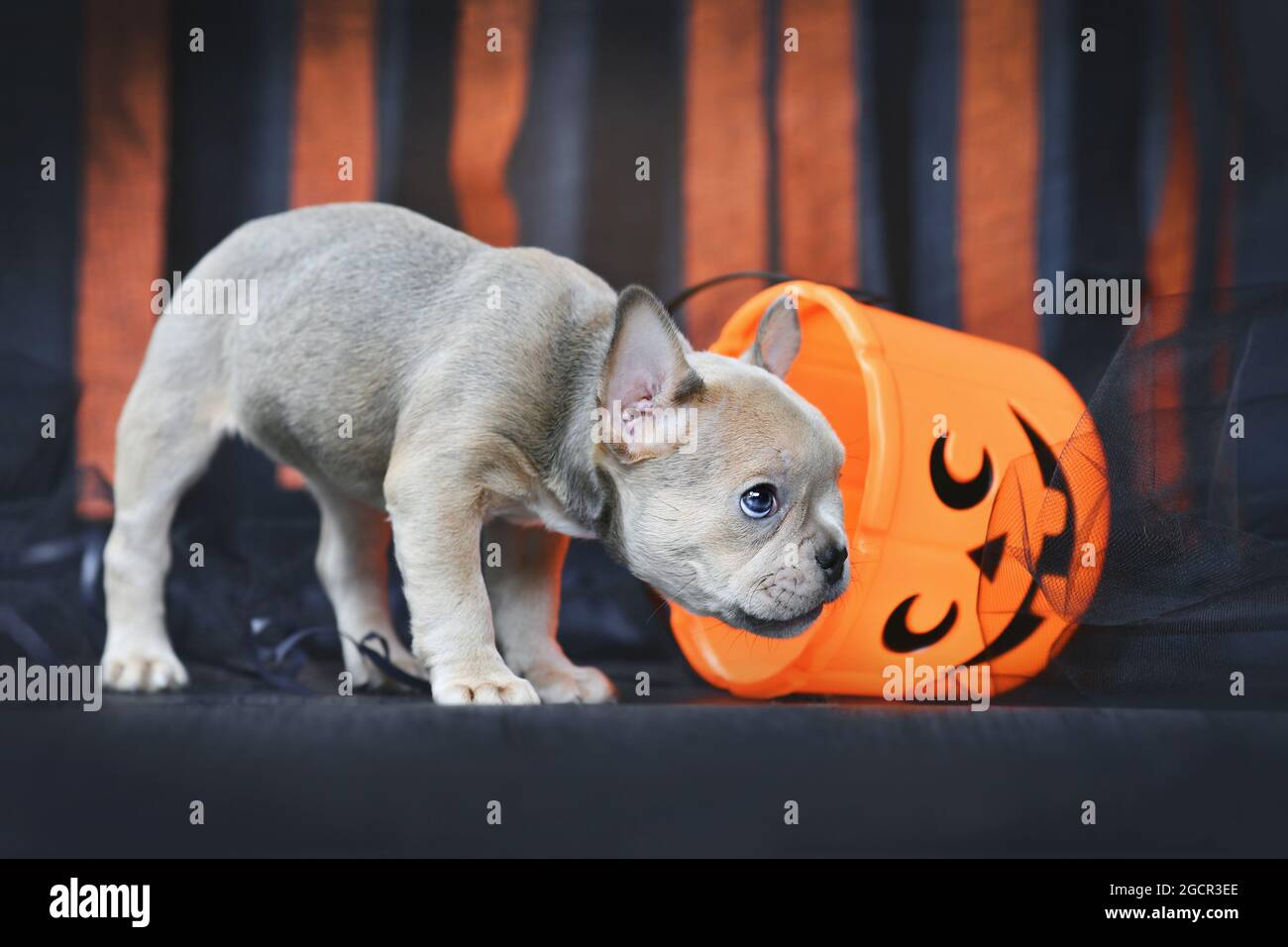 French Bulldog dog puppy with spooky Halloween trick or treat basket in front of black and orange paper streamers Stock Photo