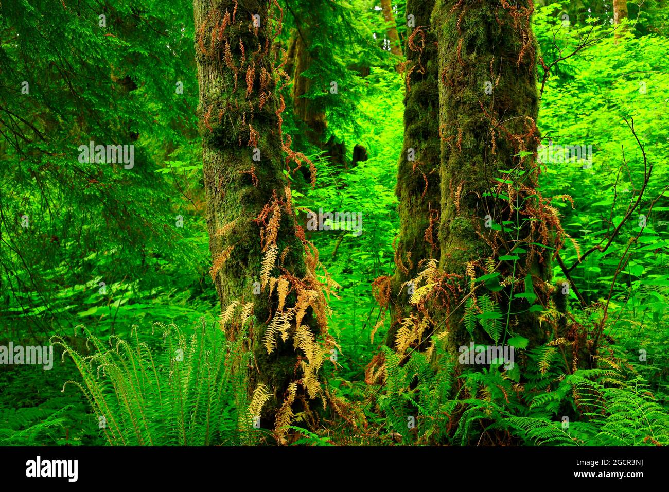 a exterior picture of an Pacific Northwest forest with Big leaf maple trees Stock Photo