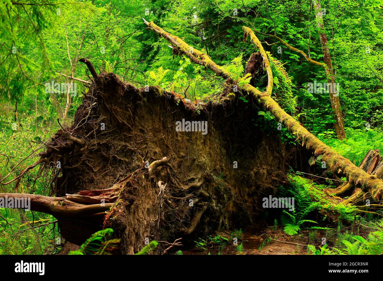 a exterior picture of an Pacific Northwest forest with Douglas fir ...