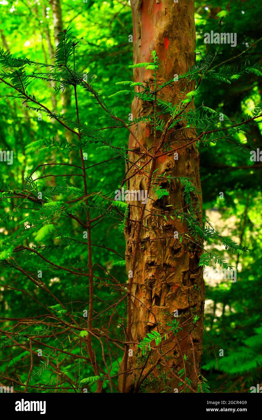 a exterior picture of an Pacific Northwest rainforest with Pacific yew