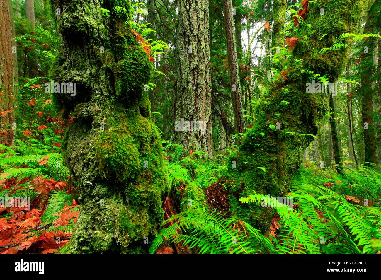 a exterior picture of an Pacific Northwest forest with Big leaf maple ...