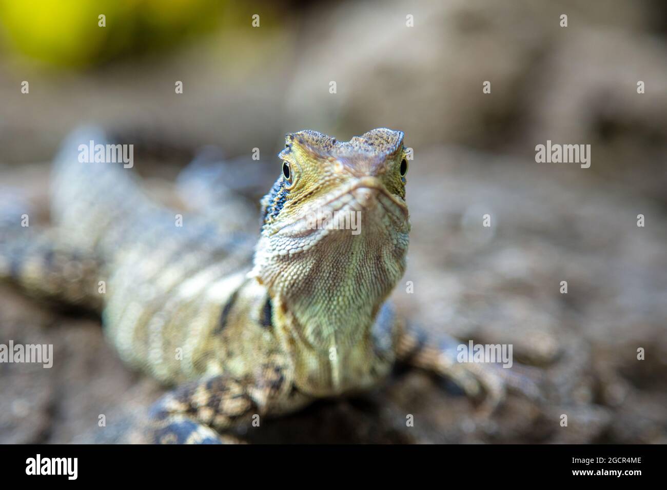 Closeup on a colorful lizard. colorful reptile in the Australia Zoo