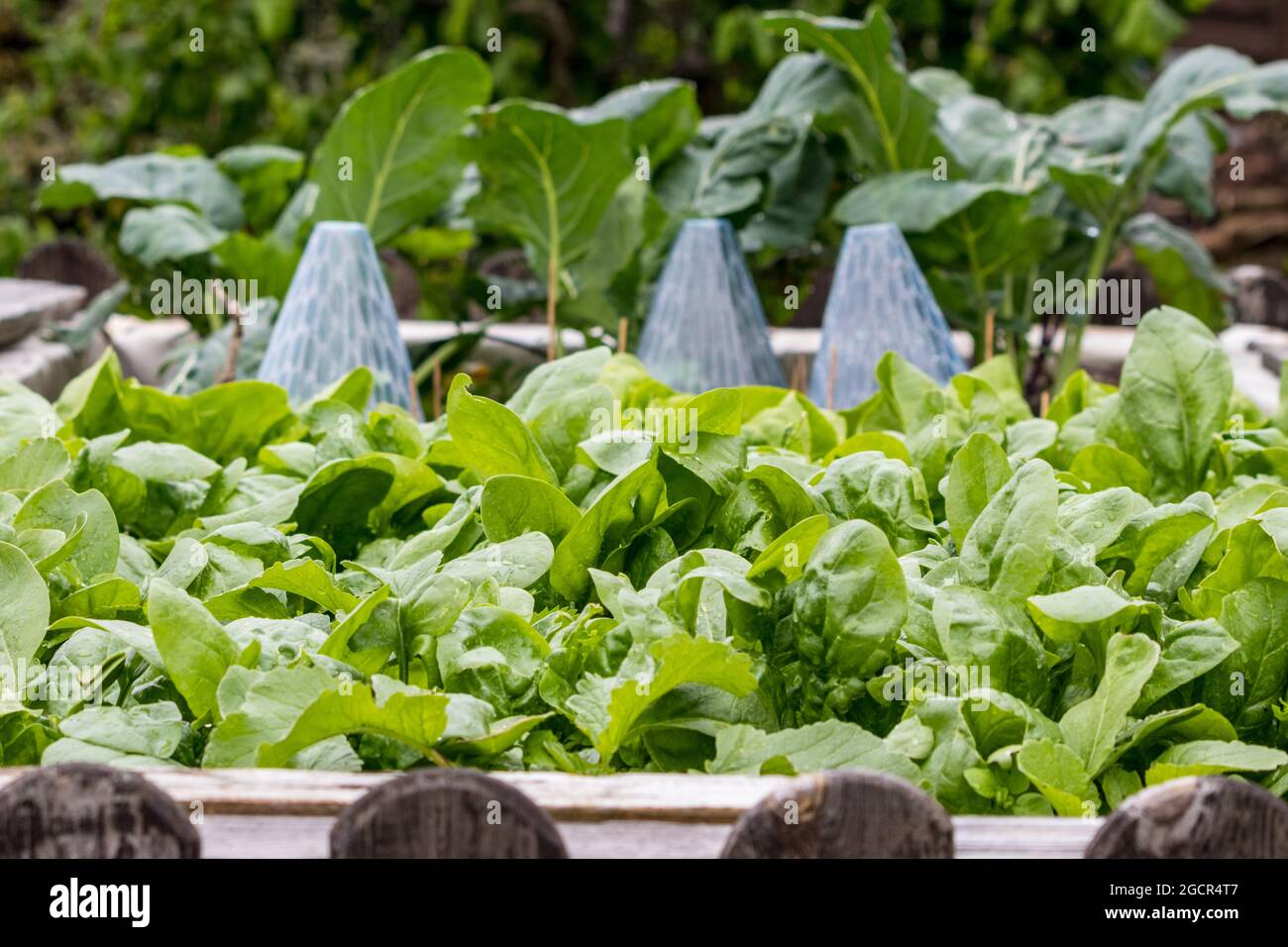 fresh, healthy Sinat from your own garden Stock Photo