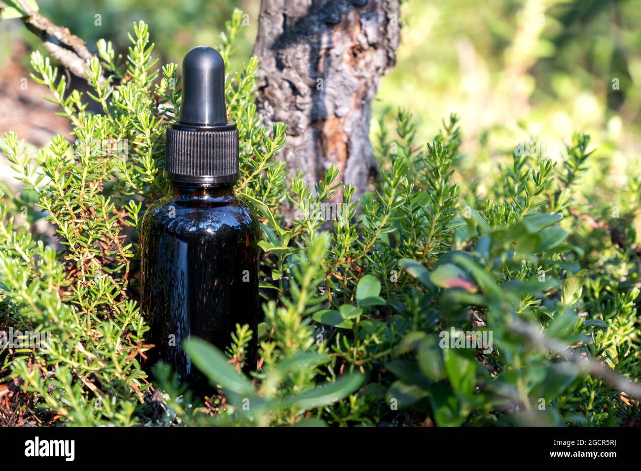 One brown glass dropper bottle with serum, essential oil or other cosmetic product in forest outdoors. Natural Organic Spa Cosmetic Beauty concept. Stock Photo