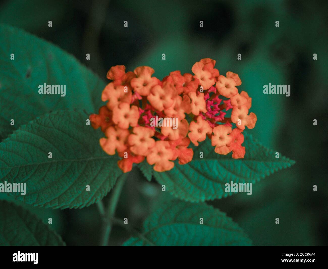 Lantana flower in Davao City Stock Photo Alamy