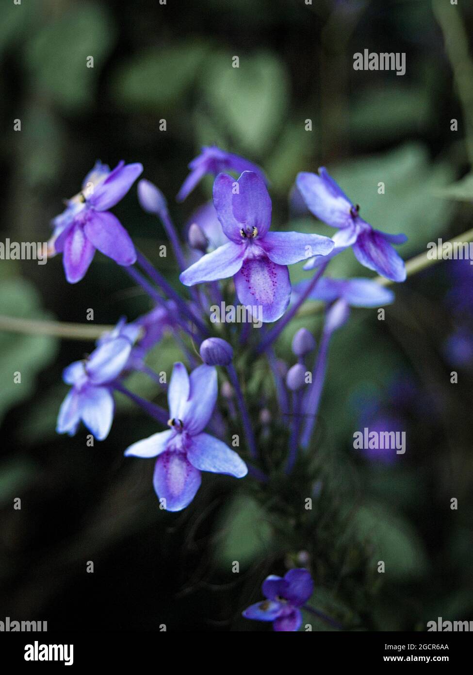 Purple flowers in Davao City Stock Photo Alamy