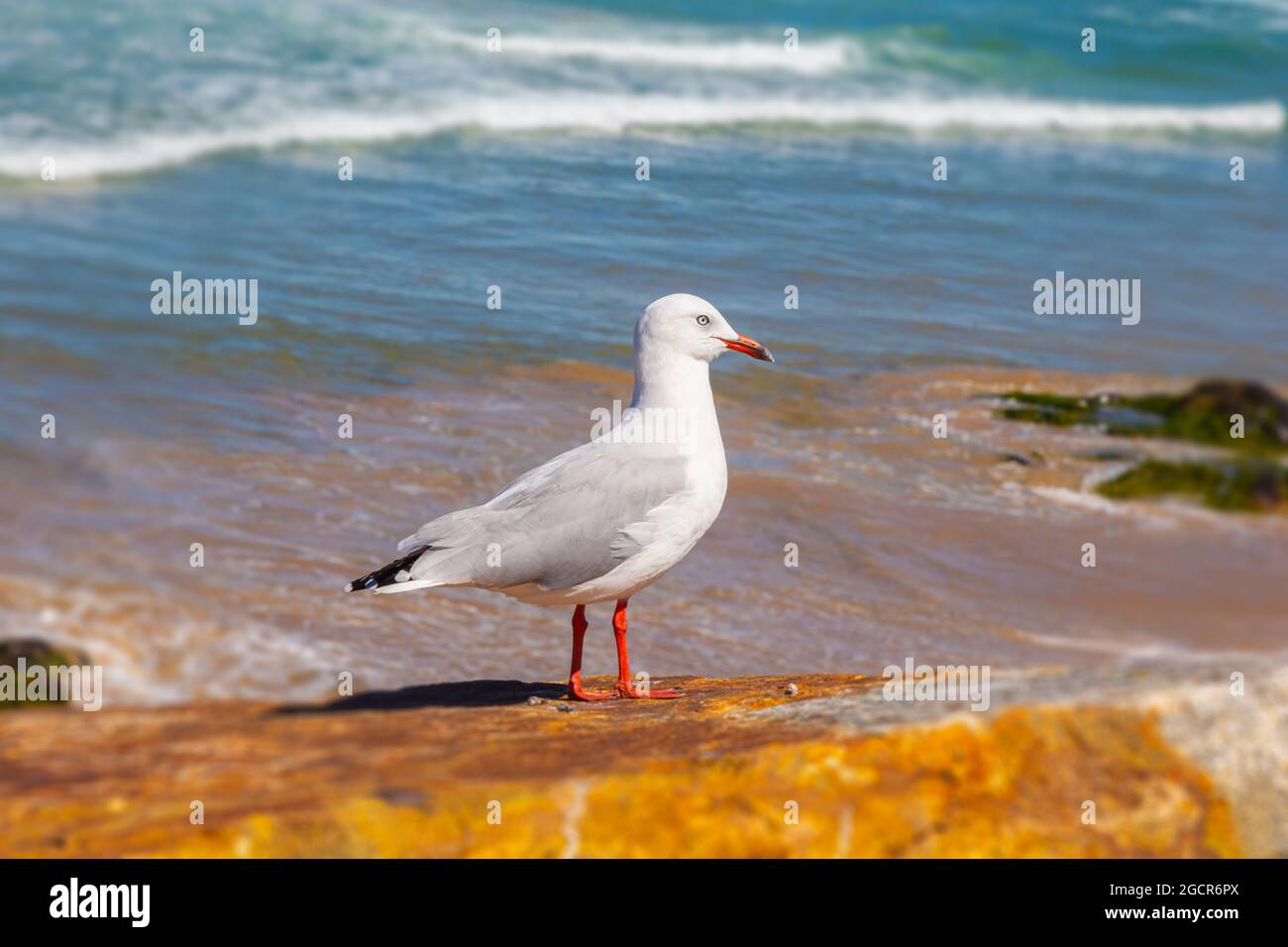 Seagulls sitting on a rock at the beach near Sunshine Coast, Australia. Close up to the white birds with the Pacific Ocean in the background. Gulls at Stock Photo