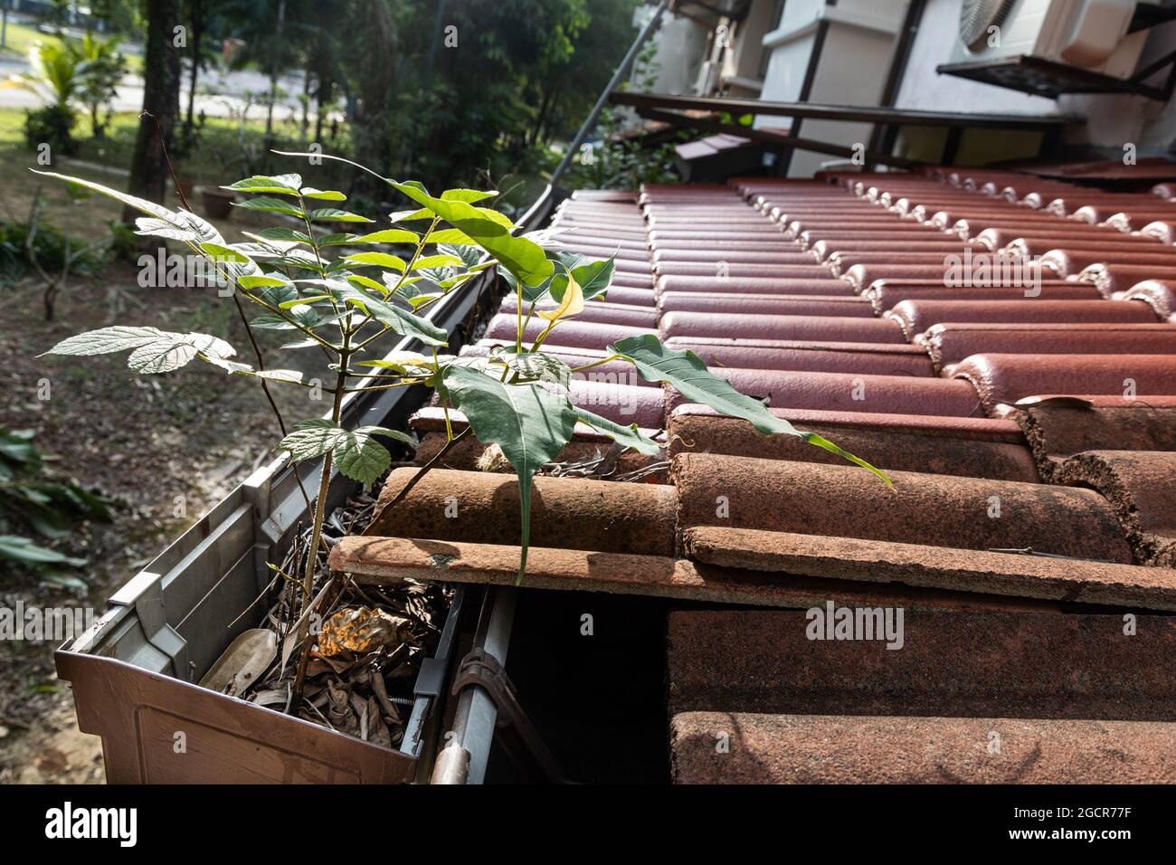 Close-up of clogged roof rain gutter full of dry leaf and plant growing in it, with selective focus Stock Photo