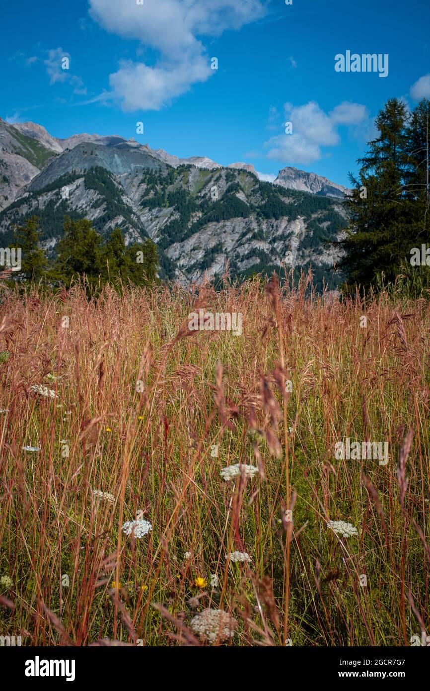 Mountain landscape ground pov with yellow grass and beautiful top view - blue sky with clouds - environment and nature outdoor panorama Stock Photo