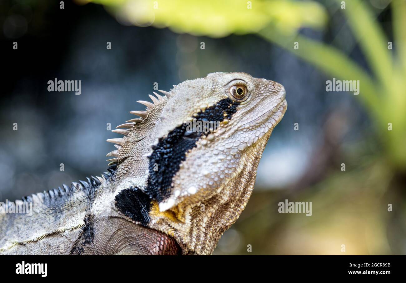 Closeup on a colorful lizard. colorful reptile in the Australia Zoo, Queensland, Sunshine Coast - The Home of the Crocodile Hunter. These saurian walk Stock Photo