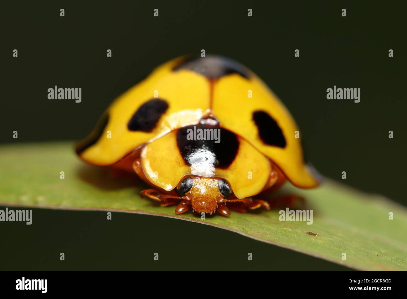 Closeup giant bamboo ladybird (Synonycha grandis) the tropical bamboo aphids predator Stock Photo