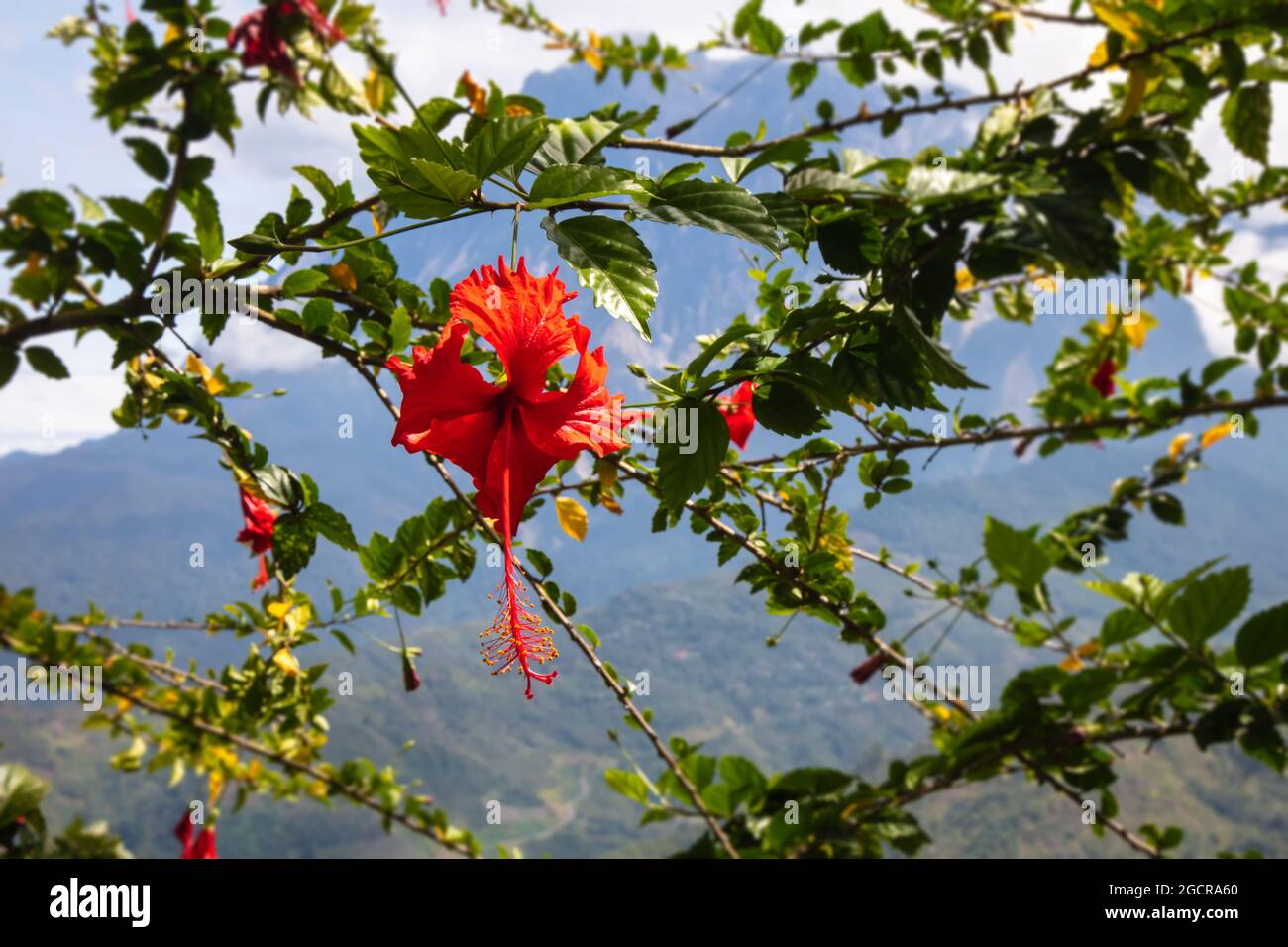 Malaysia national flower hires stock photography and images Alamy