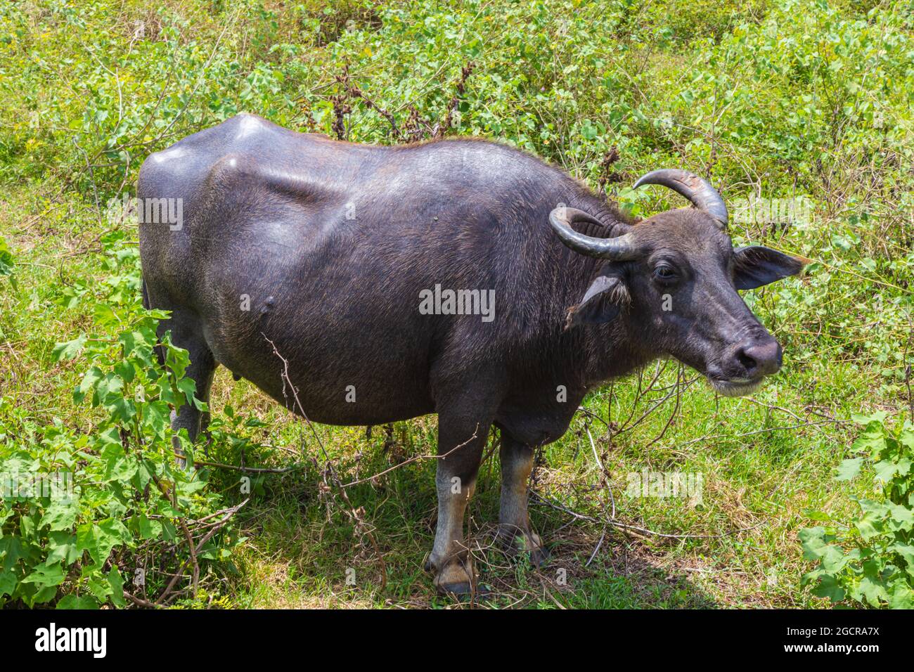Free wild water buffalo at the Minneriya National Park, Sri Lanka. Big black wild animal with huge horns grazes along the pathway by the rainforest. W Stock Photo