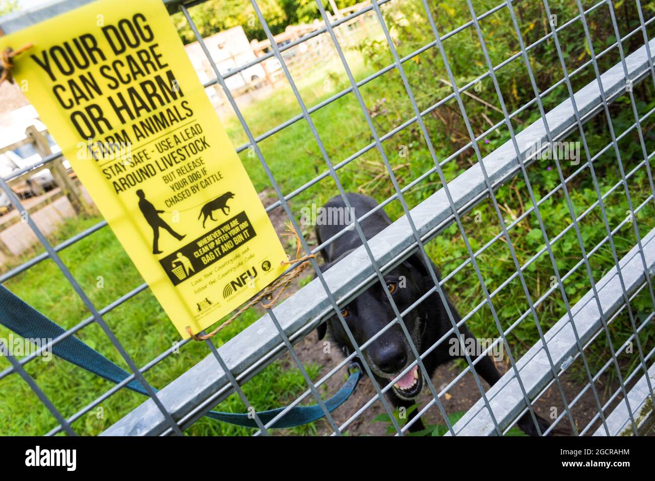 Your dog can scare or harm farm animals, NFU sign warns of harm to livestock on farms Stock Photo