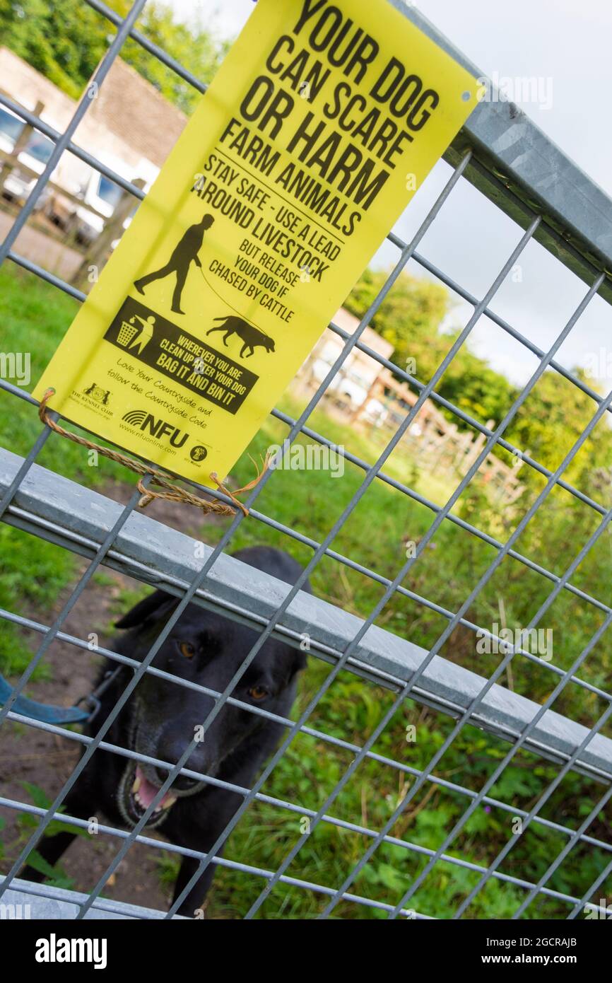 Your dog can scare or harm farm animals, NFU sign warns of harm to livestock on farms Stock Photo