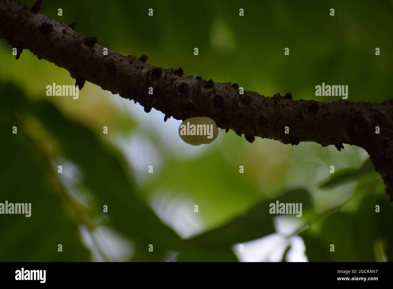 isolated fruit on the stem Stock Photo