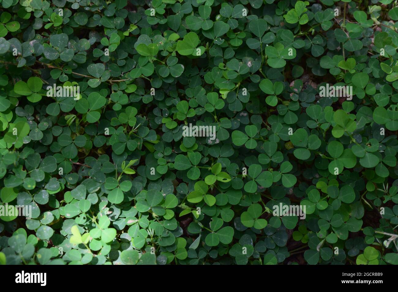 Landscape view of creeping tick trefoil grown land, soft land with cultivated creeping tick trefoil plants, small wild creeping tick trefoils plants Stock Photo