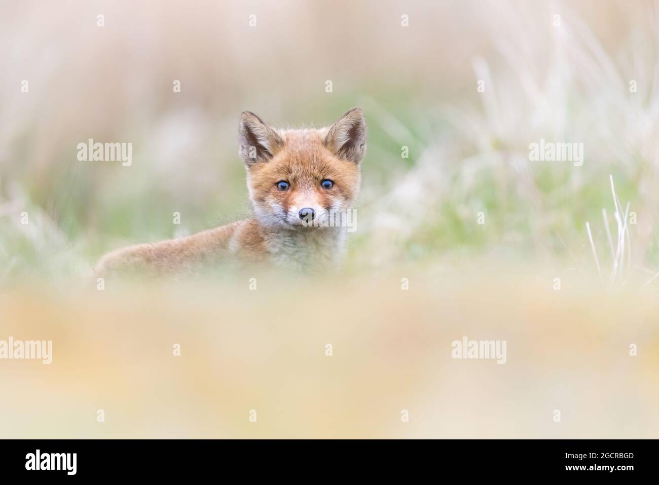 Little red fox cub Stock Photo