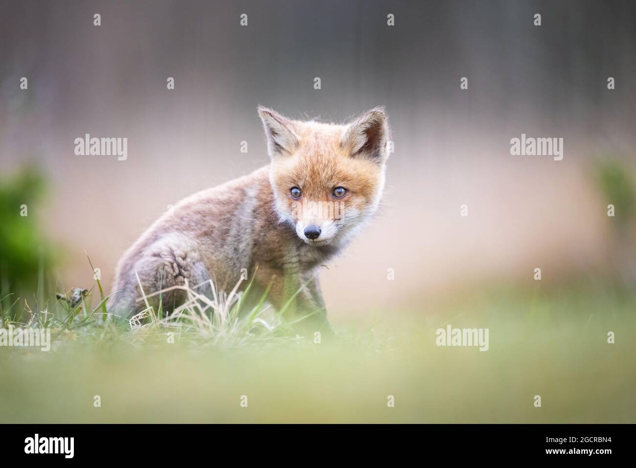Little red fox cub Stock Photo