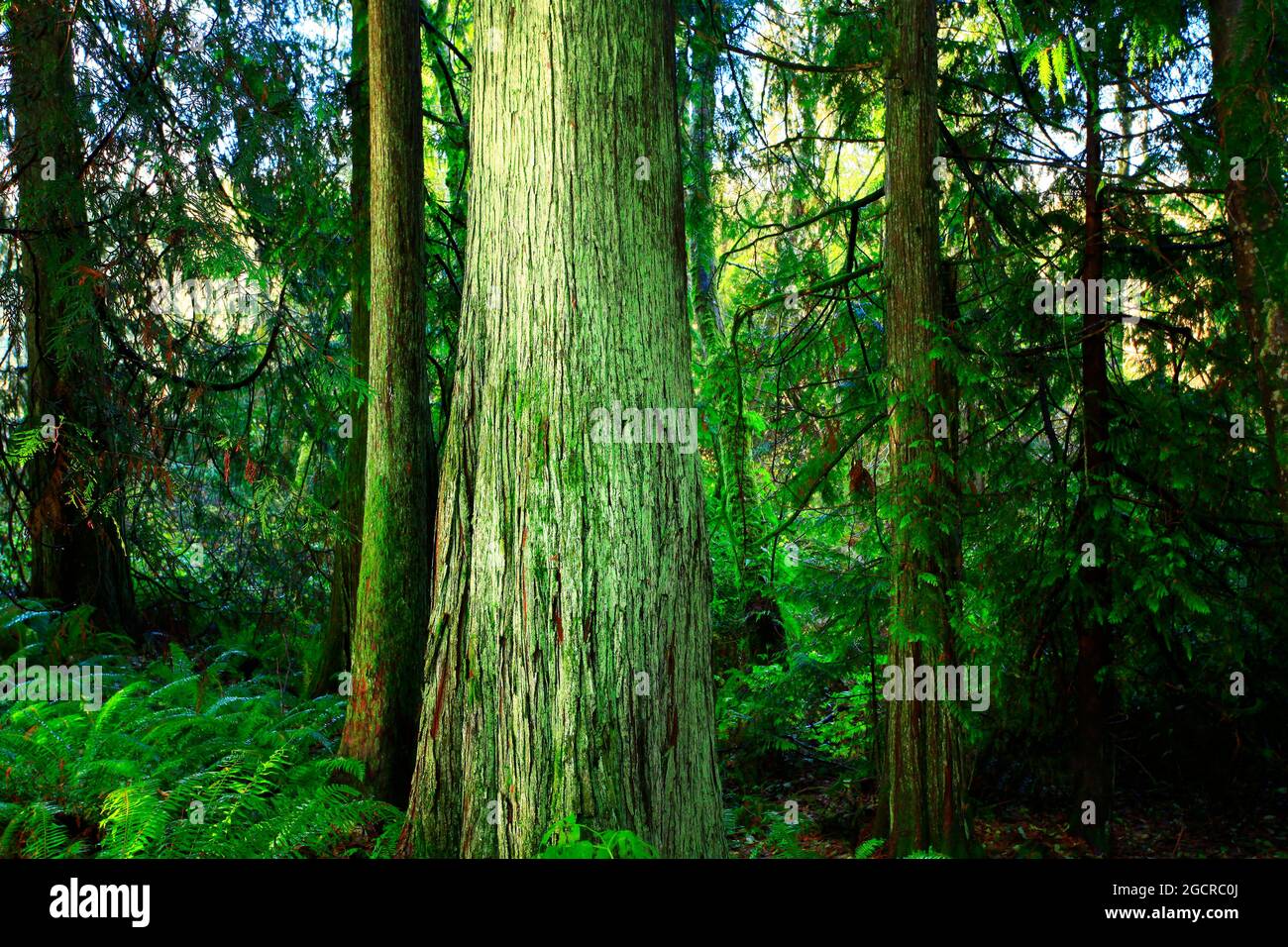 a exterior picture of an Pacific Northwest rainforest with Western red cedar trees Stock Photo