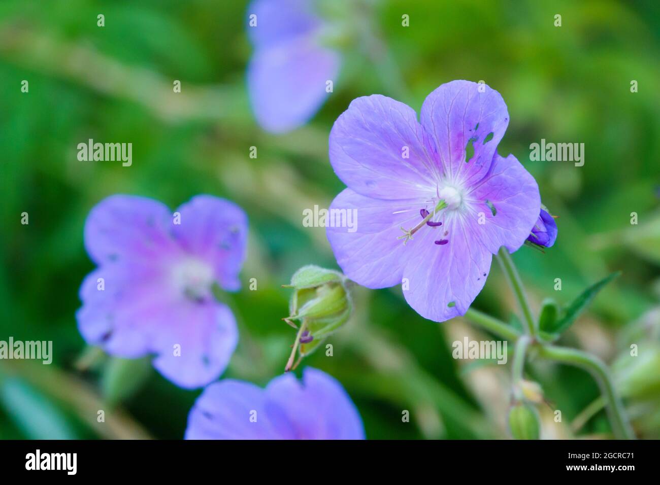 beautiful crane's bill (Geranium pratense) purple violet flower of the meadow Stock Photo