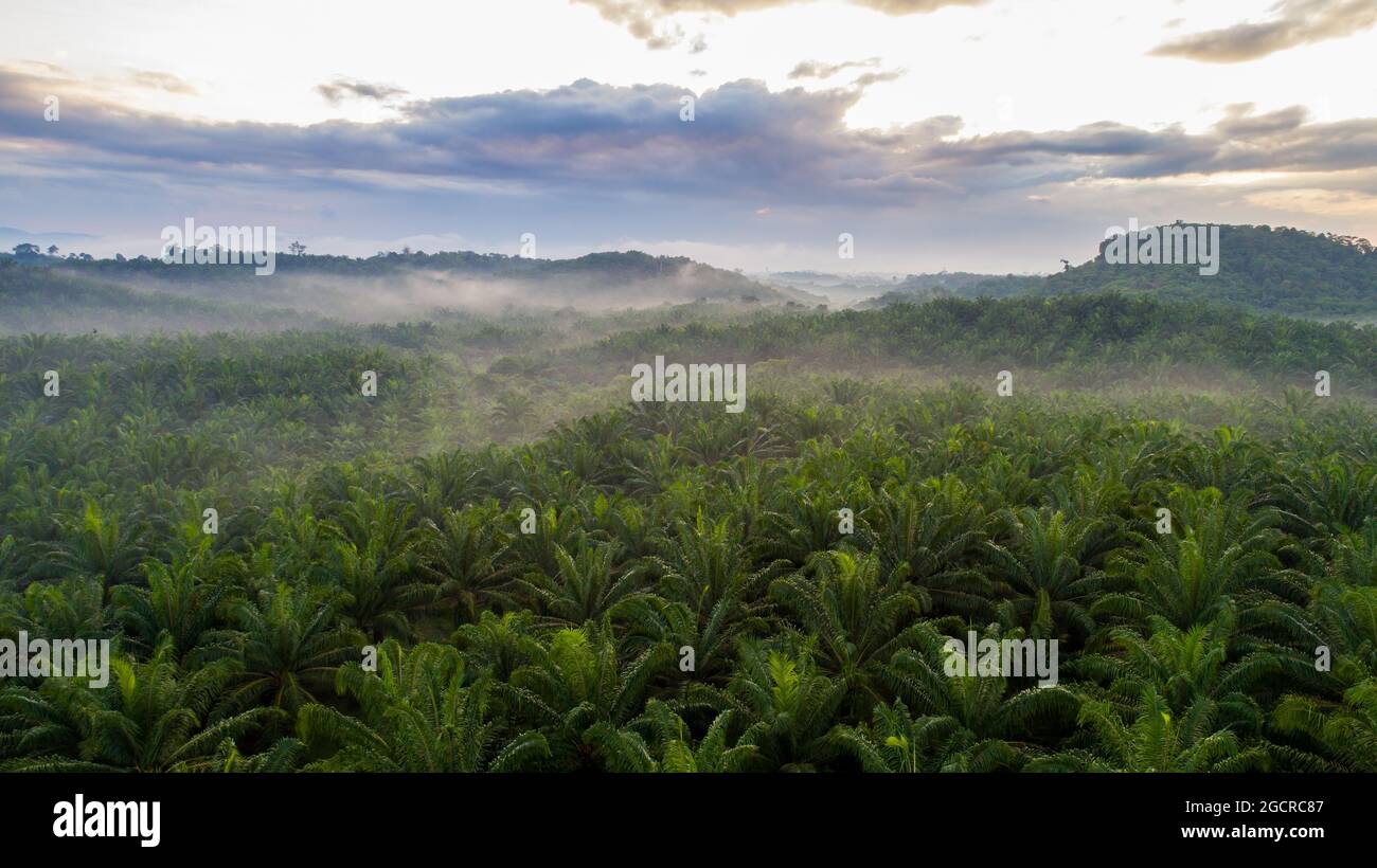 Aerial view Palm tree plantation from the sky at Pahang, Malaysia. Haze climb over the palm trees during sunrise. Fog from humidity soar through the b Stock Photo