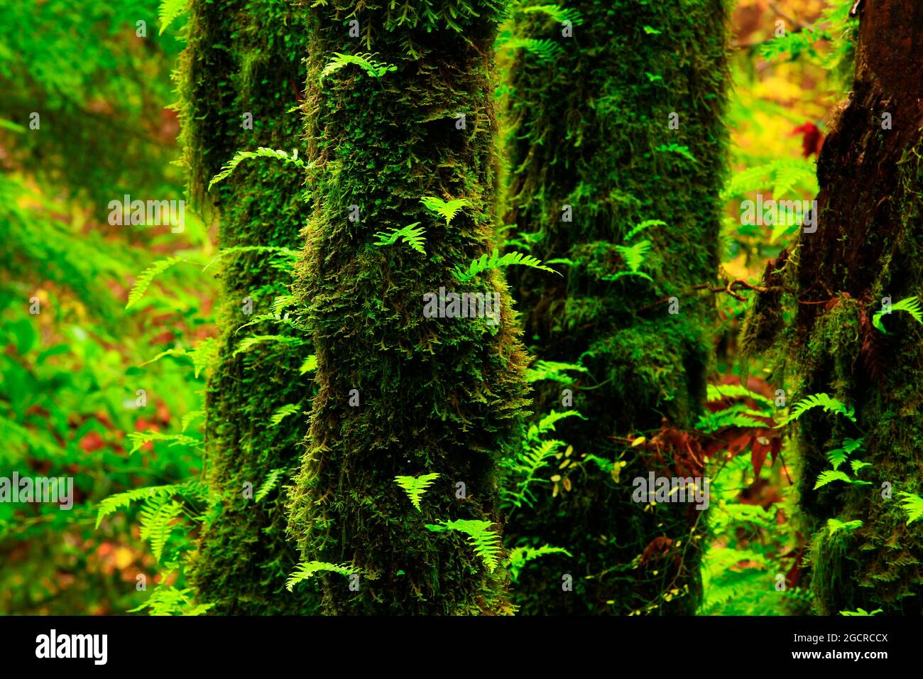 a exterior picture of an Pacific Northwest rainforest with Big leaf