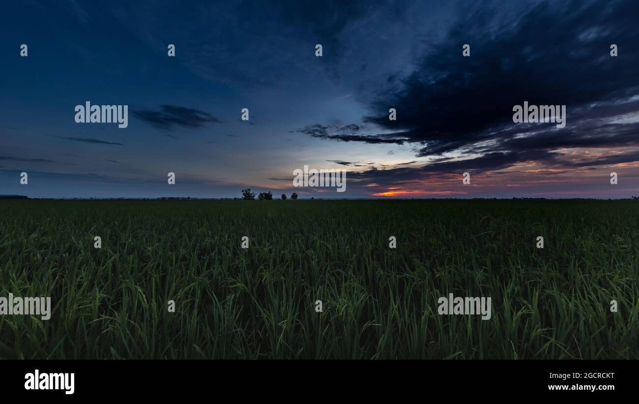 Sunrise On A Paddy Field At Kuala Selangor Malaysia The Sun Goes Up Behind A Rice Field Scenic Picture Of A Sunrise With The Green Grain Field Or Stock Photo Alamy
