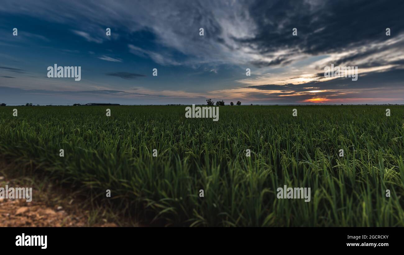 Sunrise on a paddy field at Kuala Selangor, Malaysia. The sun goes up ...