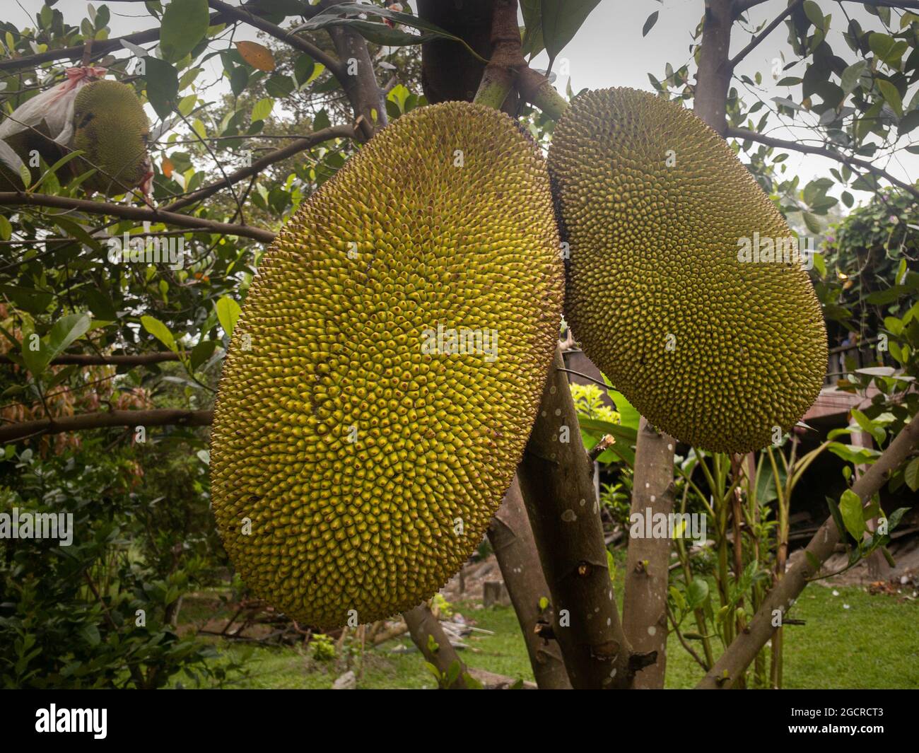 Two huge jackfruit hanging on a branch of a jackfruit tree. Jackfruit is a massive fruit. One tree produce 3 tons of fruit. It’s also used as plant-ba Stock Photo