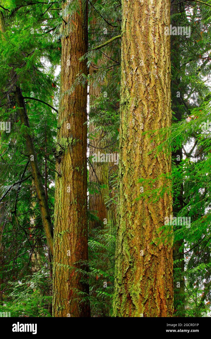 a exterior picture of an Pacific Northwest forest with Douglas fir ...