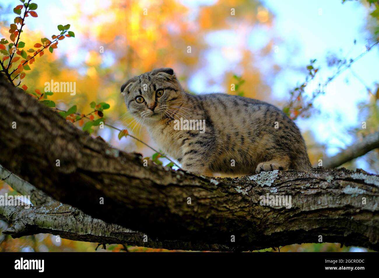 kitten on the tree.Autumn season. Scottish fold gray kitten  Stock Photo