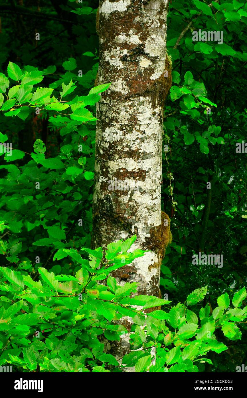 a exterior picture of an Pacific Northwest rainforest with Red alder tree Stock Photo