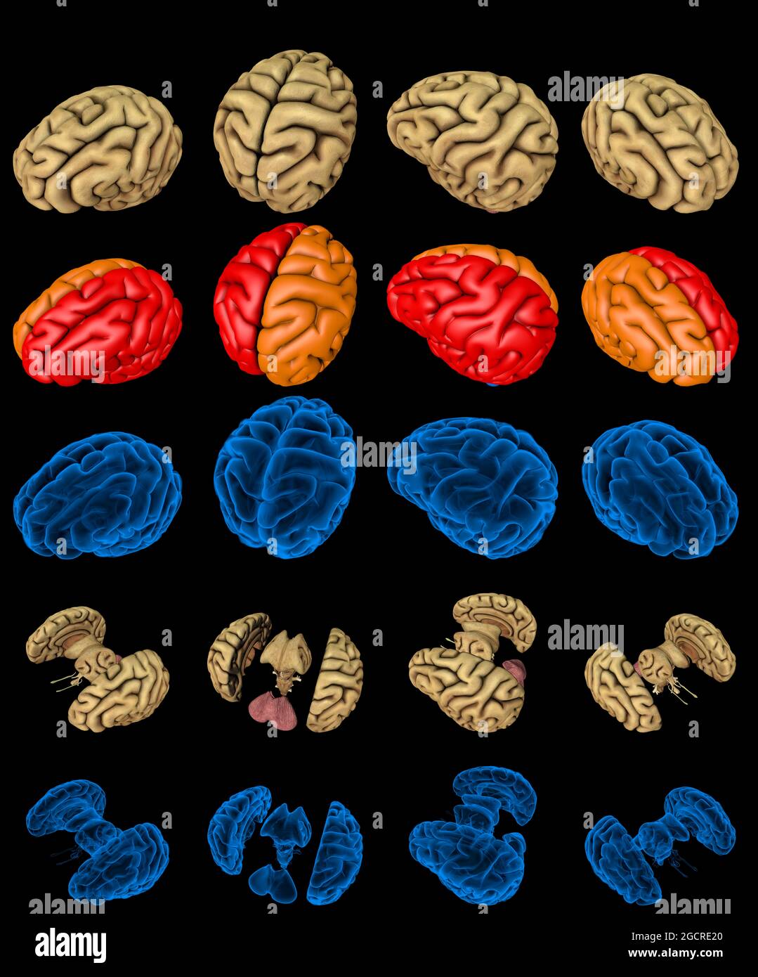100 megapixels set - human brain with x-ray style image and highlighted zones isolated, physiology research concept - cg detailed medical 3D illustrat Stock Photo