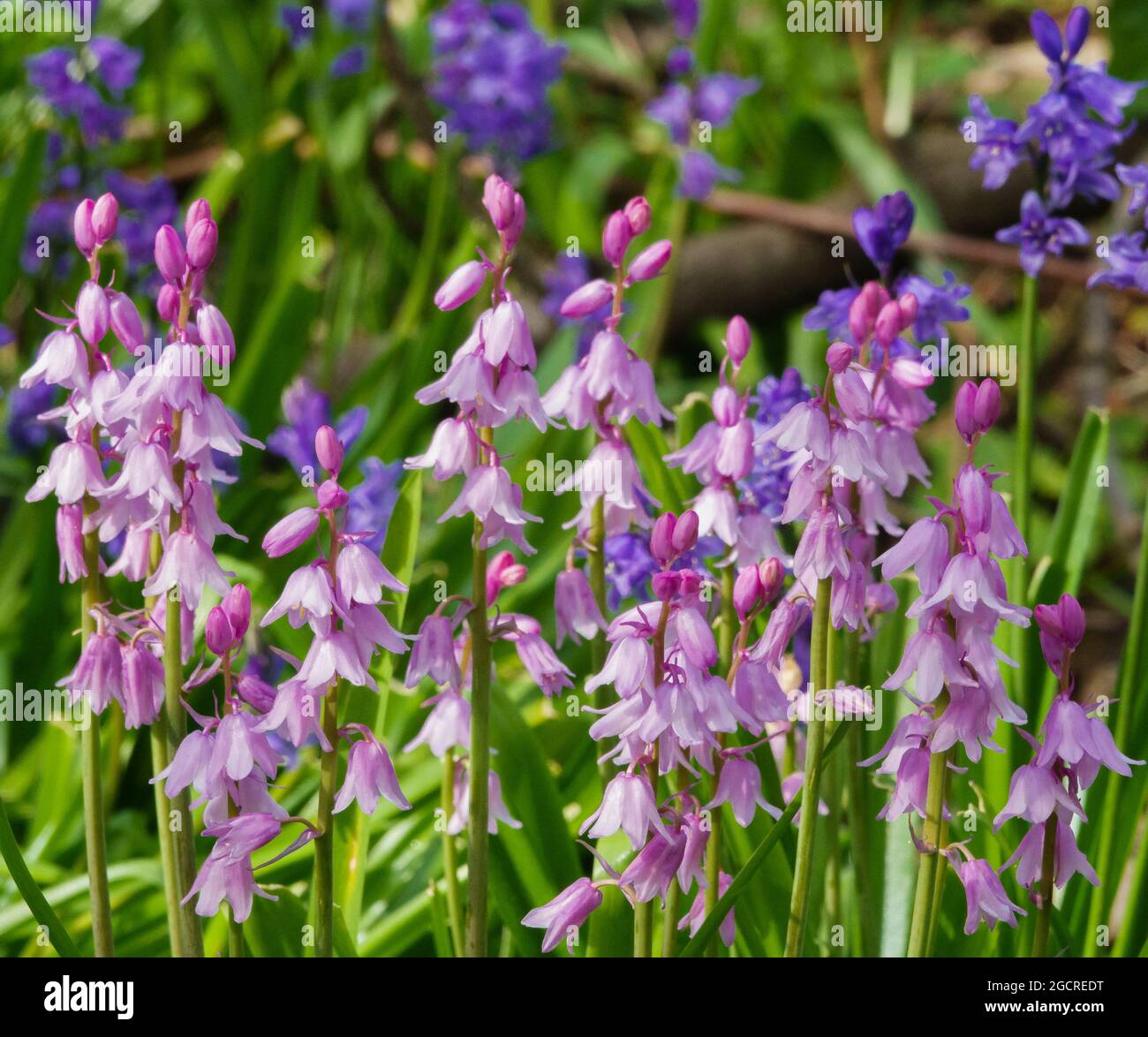 English Spanish bluebells in full spring bloom Stock Photo - Alamy