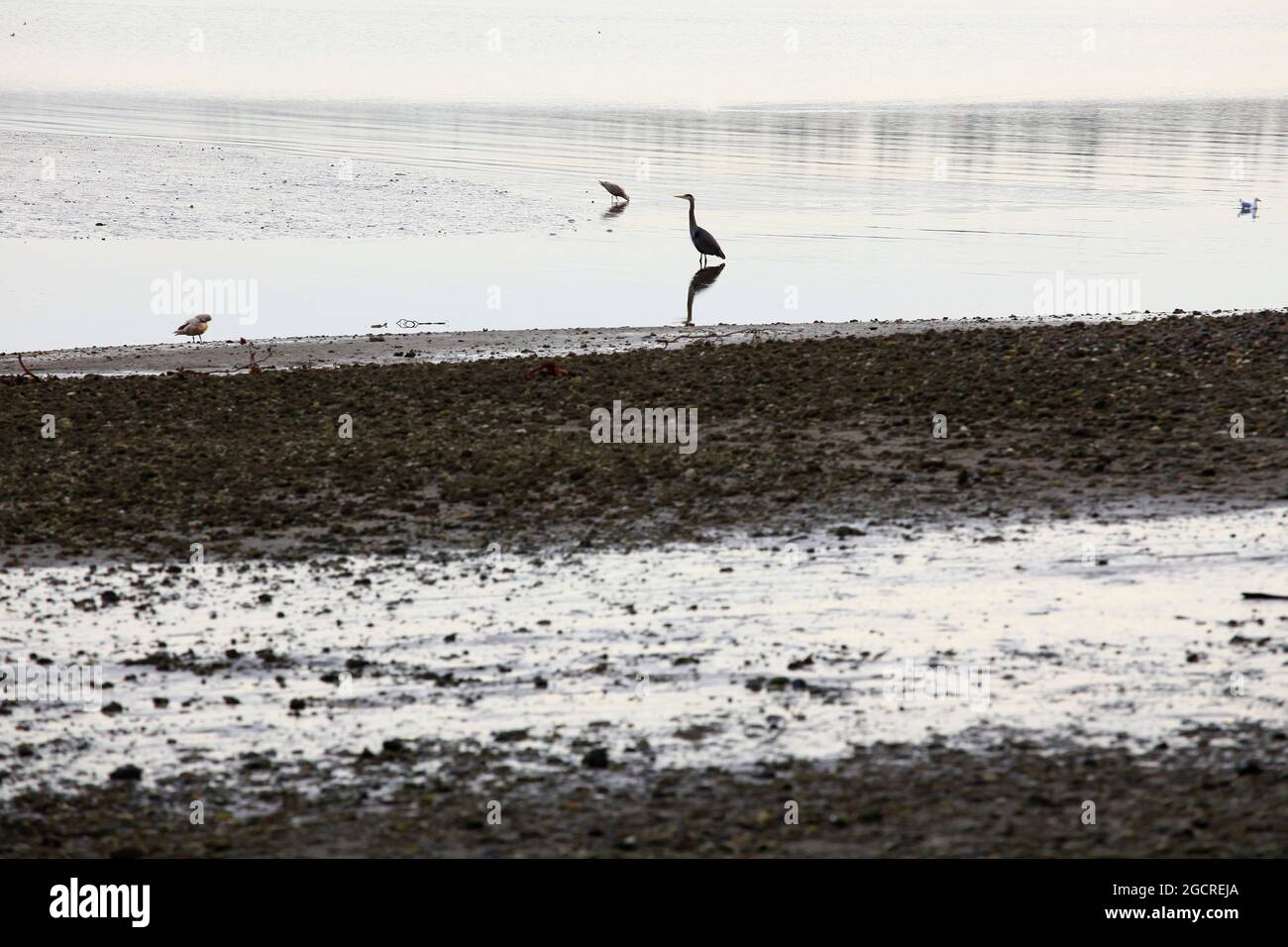 a exterior picture of an Pacific Northwest Puget sound shoreline with a