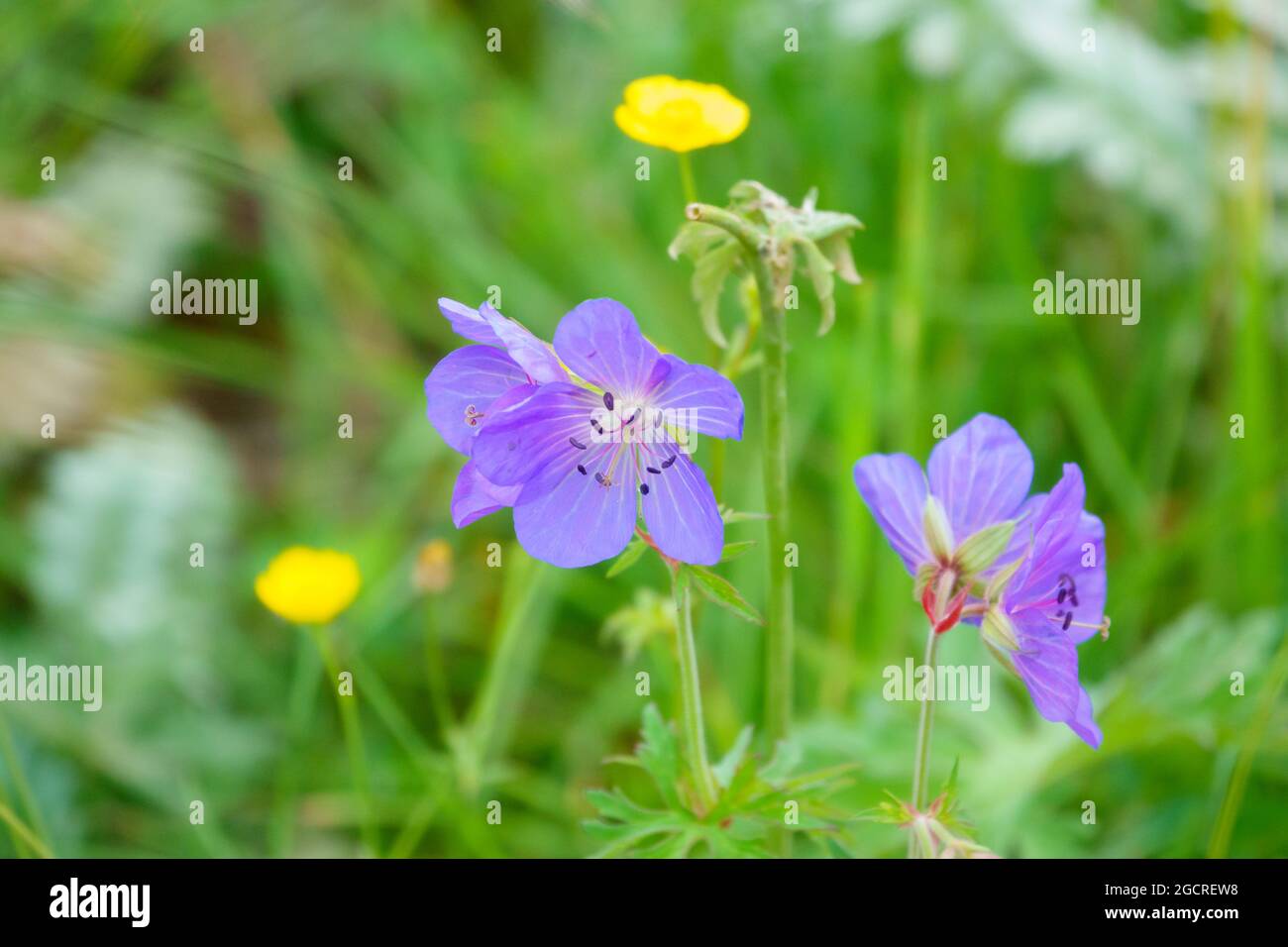 beautiful crane's bill (Geranium pratense) purple violet flower of the meadow Stock Photo