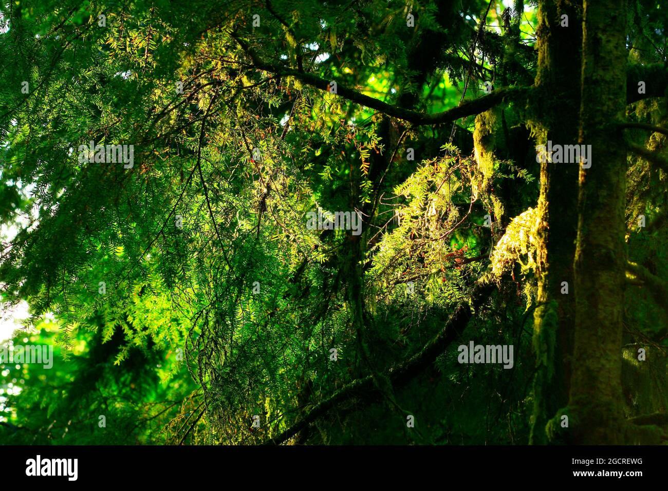 a exterior picture of an Pacific Northwest forest with Douglas fir ...