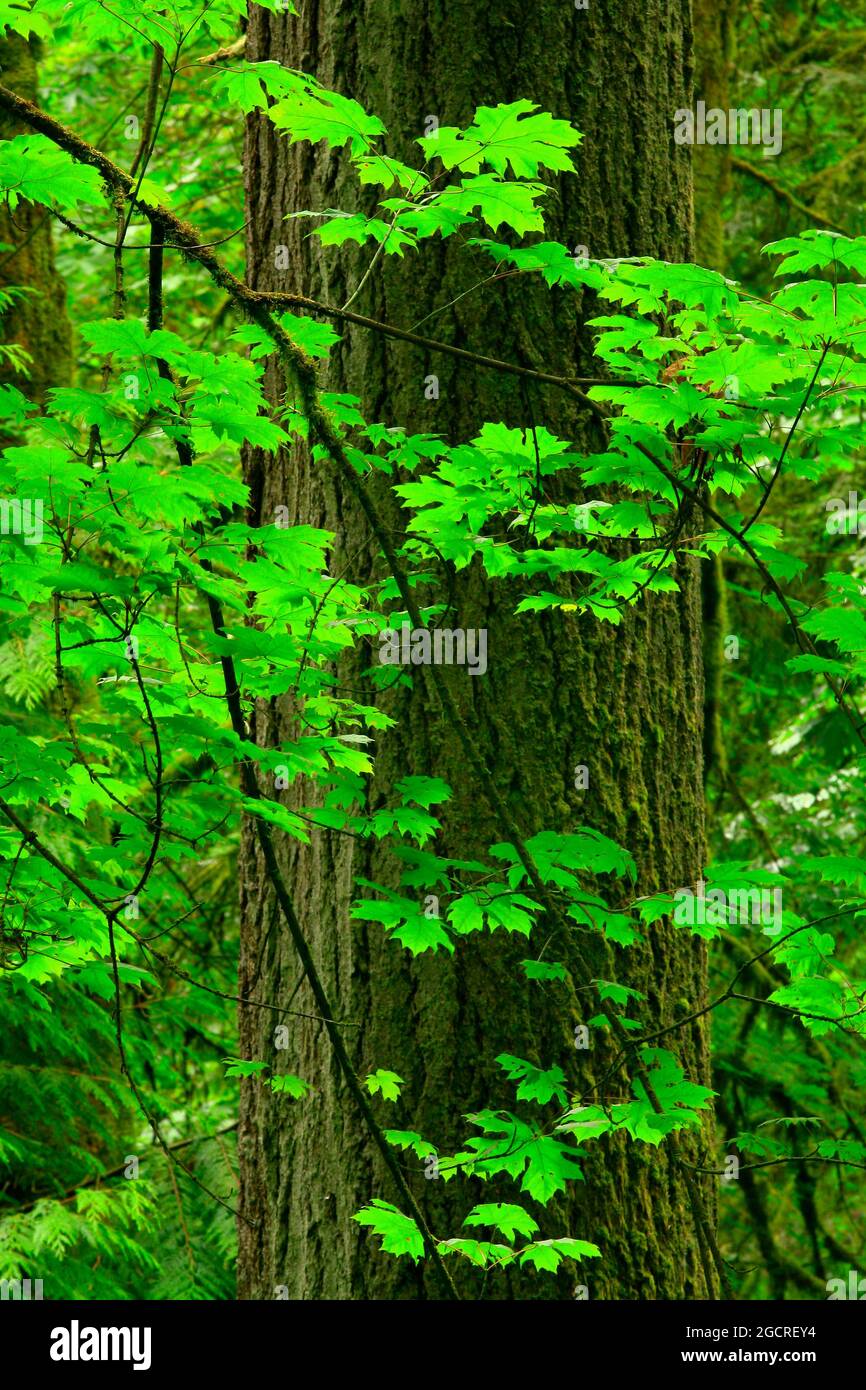 a exterior picture of an Pacific Northwest forest with Douglas fir ...