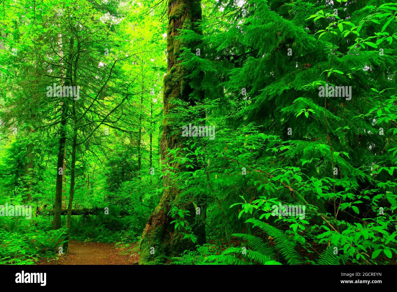 a exterior picture of an Pacific Northwest forest with Douglas fir ...