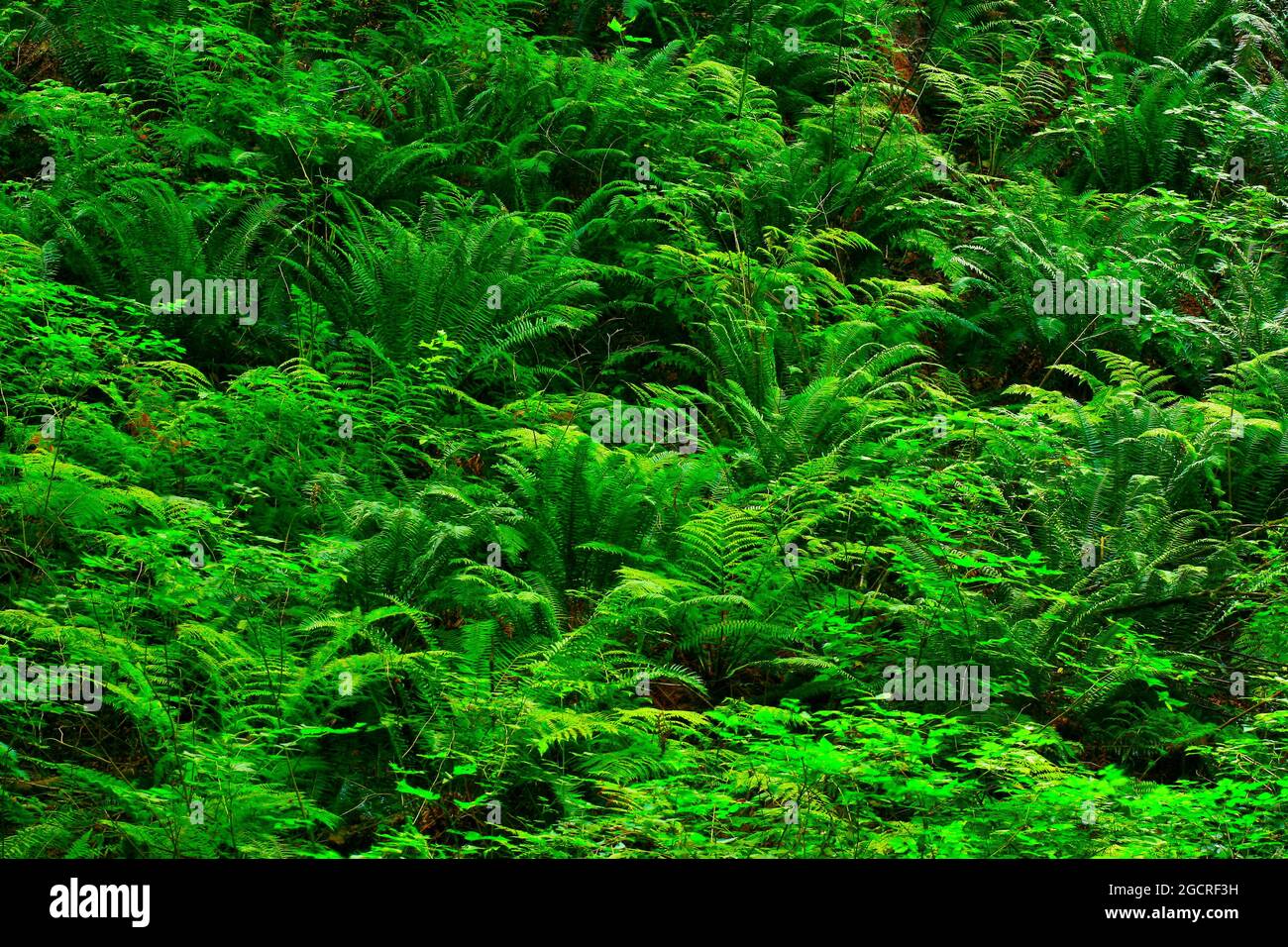 a exterior picture of an Pacific Northwest forest with ferns Stock Photo
